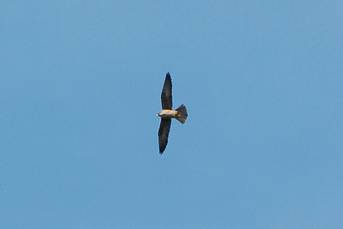 Faucon d'Éléonore  - Sylvain Tardy