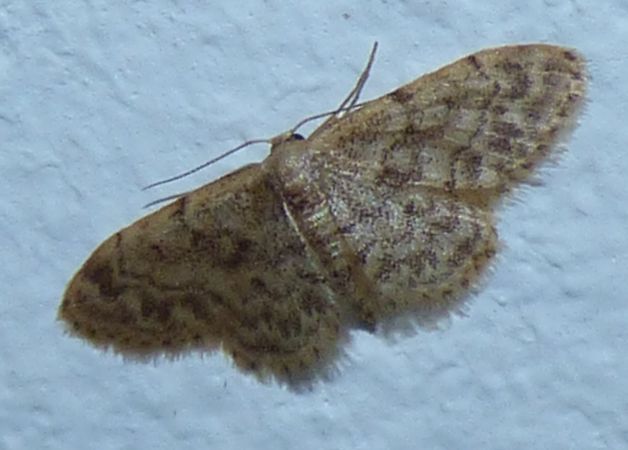 Idaea inquinata  - Christophe Chambolle