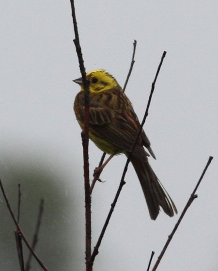 Bruant jaune  - Alain Naves (†)