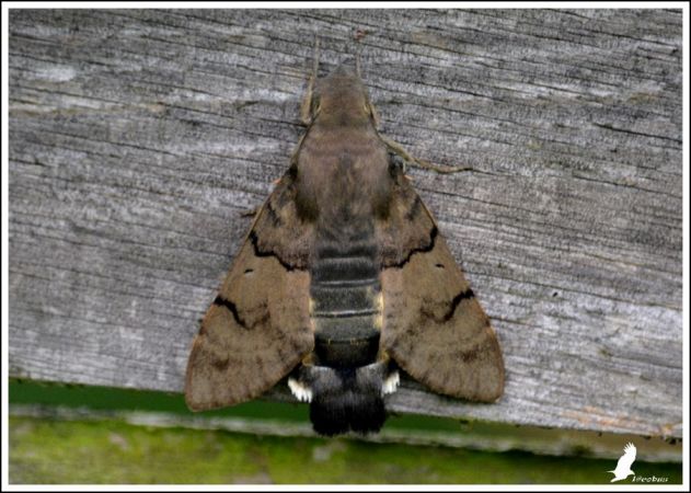 Moro-sphinx  - Serge Pontacq