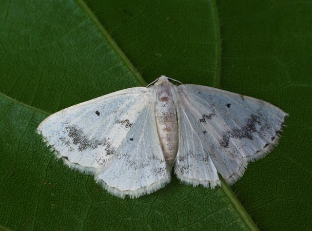 Lomographa temerata  - Andre Linda