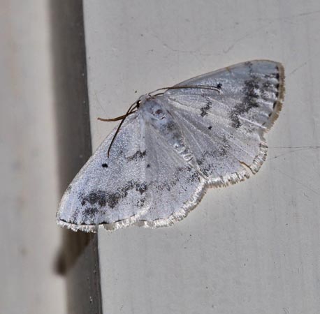 Lomographa temerata  - Andre Linda