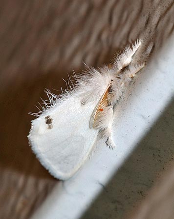 Cul doré  - Andre Linda