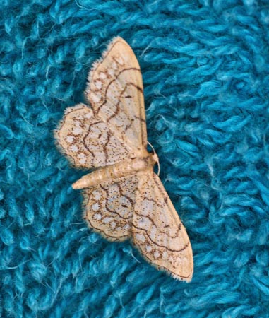 Idaea moniliata  - Andre Linda