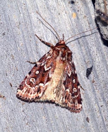 Lycophotia porphyrea  - Andre Linda