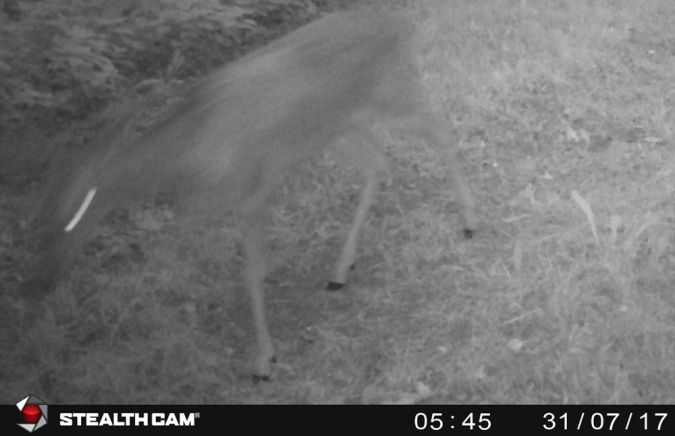 Roe Deer  - Alain Noel