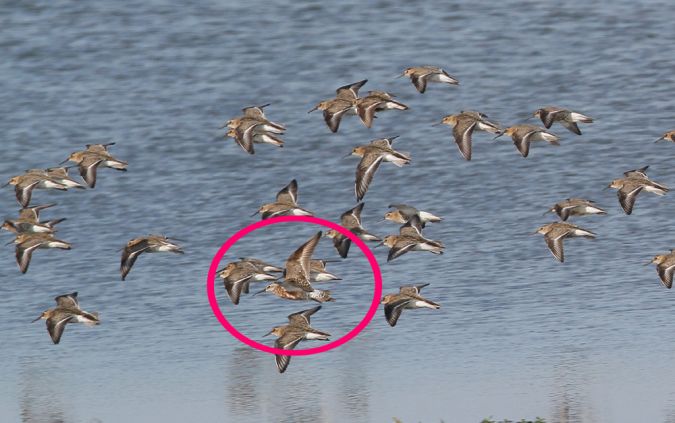 Bécasseau cocorli  - Alain Noel