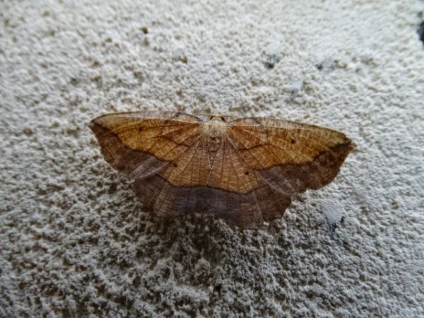 Epione repandaria  - François Poirier
