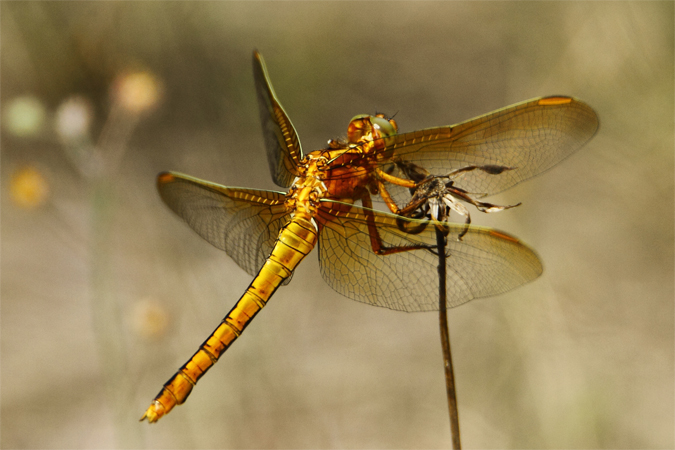 Orthétrum bleuissant  - Marc Vignon