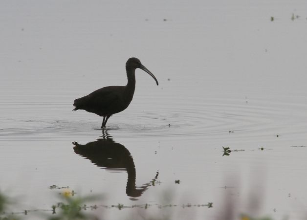 Glossy Ibis  - Alain Noel