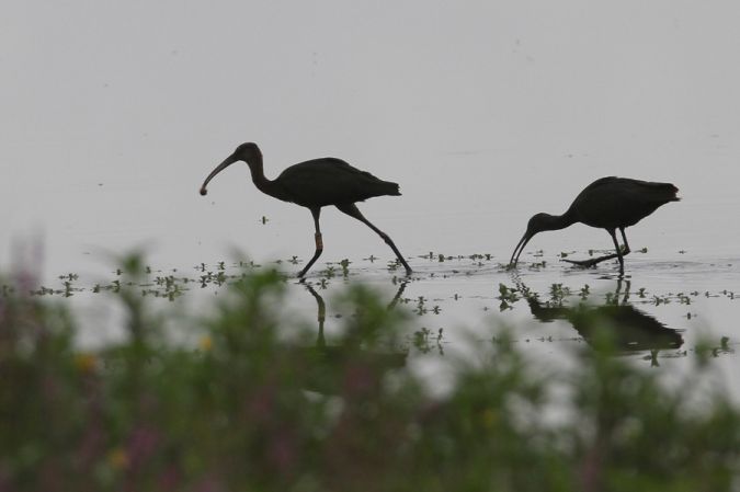 Ibis falcinelle  - Alain Noel