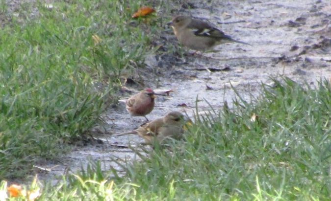 Redpoll, unidentified  - Mathieu Taillade