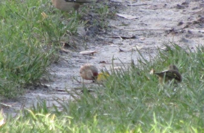 Sizerin flammé / cabaret / blanchâtre  - Mathieu Taillade
