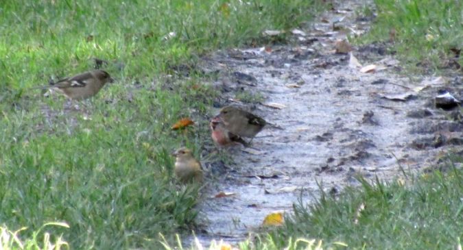 Sizerin flammé / cabaret / blanchâtre  - Mathieu Taillade