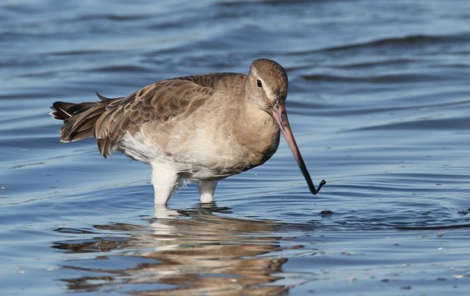 Barge à queue noire  - Alain Noel