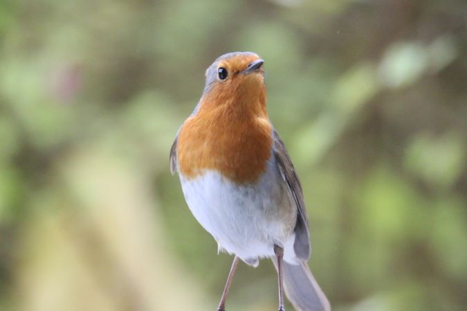 European Robin  - Marie Hélène Buffo