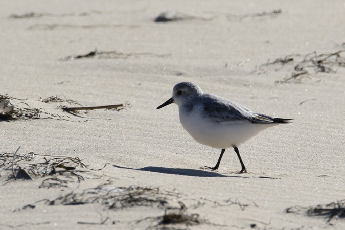Bécasseau sanderling  - Bernard Mergnat