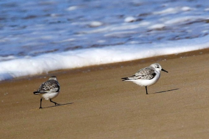 Bécasseau sanderling  - Bernard Mergnat