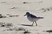 Bécasseau sanderling  - Bernard Mergnat