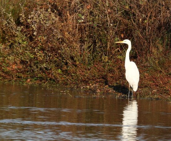 Grande Aigrette  - Alain Noel
