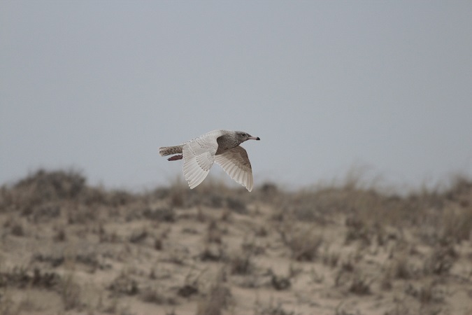 Glaucous Gull  - Pierre Zimberlin