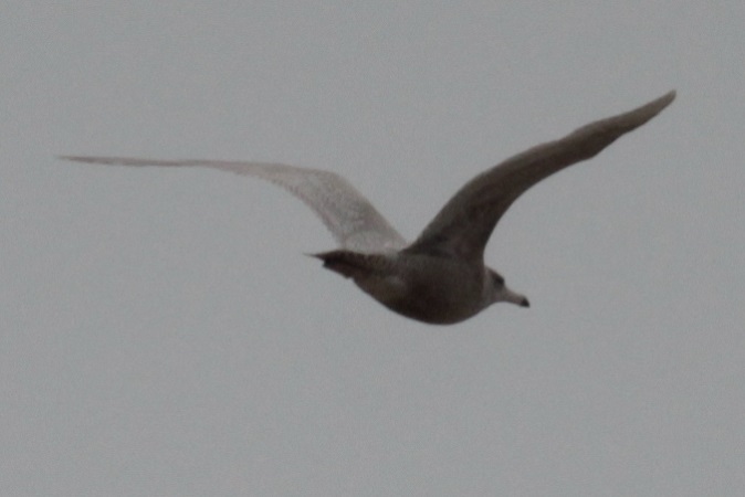 Glaucous Gull  - Pierre Zimberlin