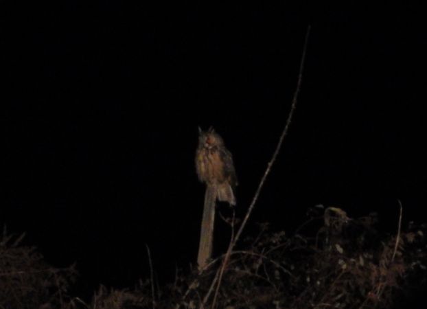 Hibou moyen-duc  - Céline Souami