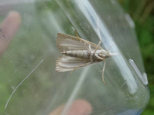 Calamotropha paludella  - François Poirier
