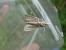 Calamotropha paludella  - François Poirier