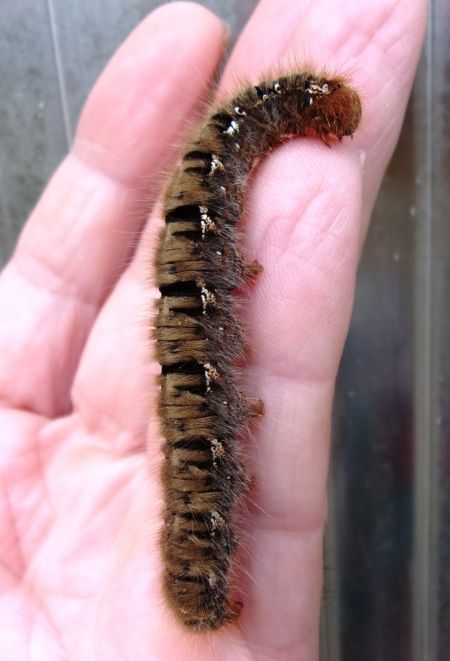 Bombyx du Chêne  - Charles Gratien