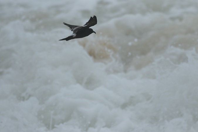 Vaal Stormvogeltje  - Pierre Zimberlin