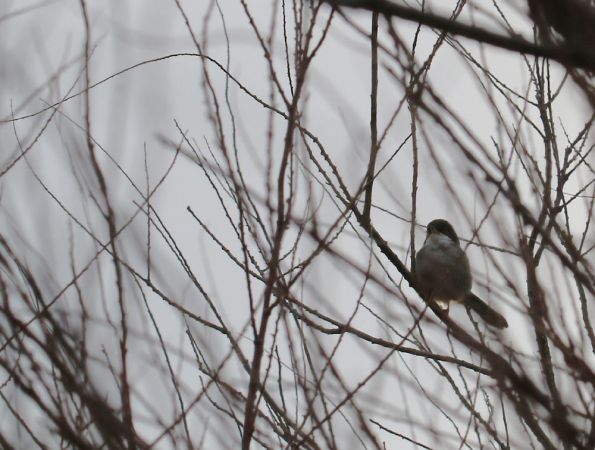 Sardinian Warbler  - Alain Noel