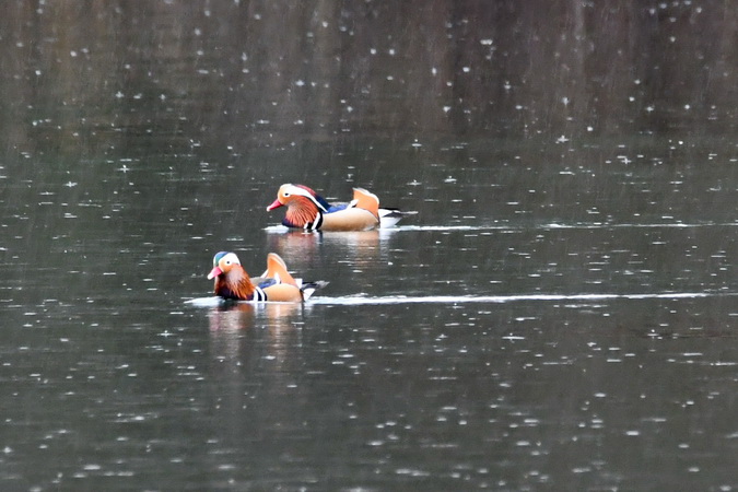 Mandarin Duck  - Alain Dupuy