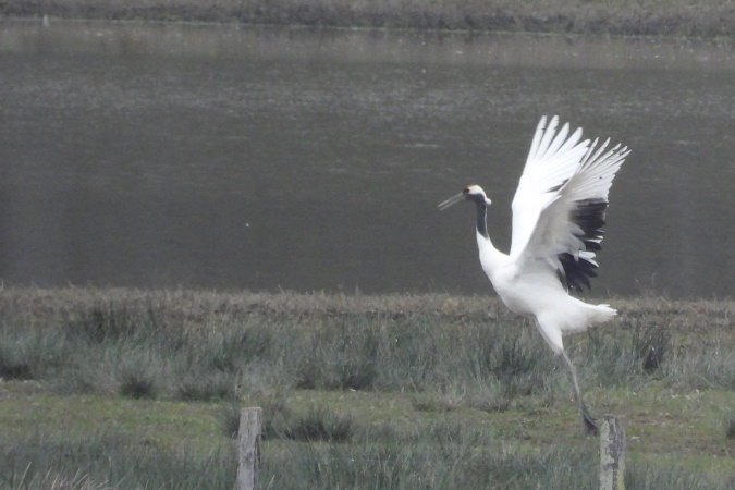 Red-crowned Crane  - Sophie Damian