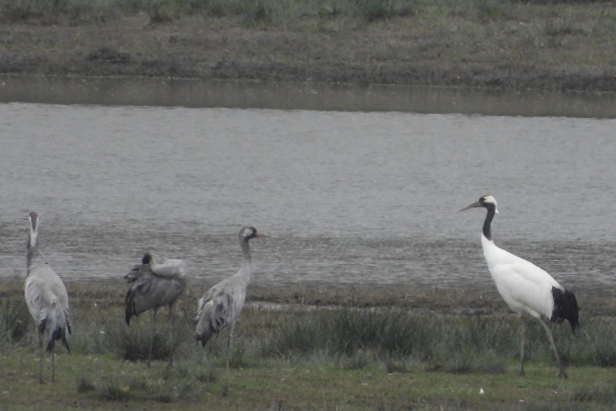 Red-crowned Crane  - Sophie Damian