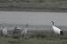 Red-crowned Crane  - Sophie Damian