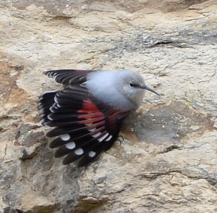 Wallcreeper  - Beatrice Mollaret