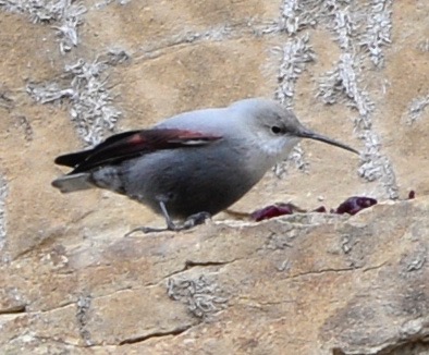 Wallcreeper  - Beatrice Mollaret