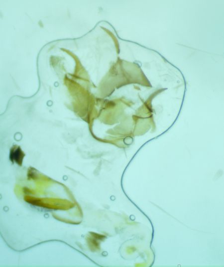 Epermenia falciformis  - Melchior Viallet