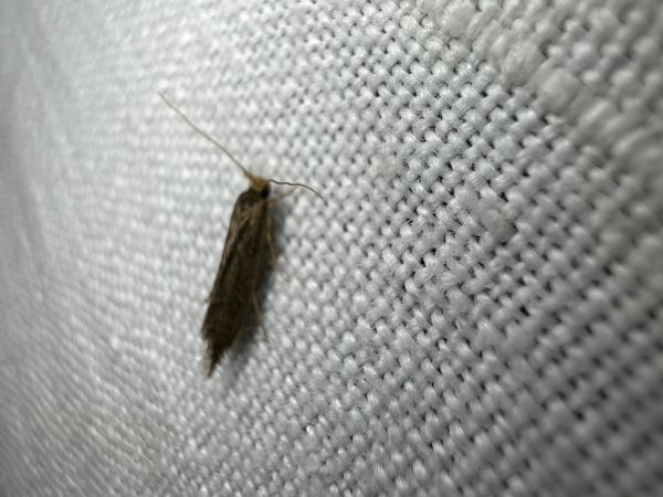 Opogona omoscopa  - Melchior Viallet