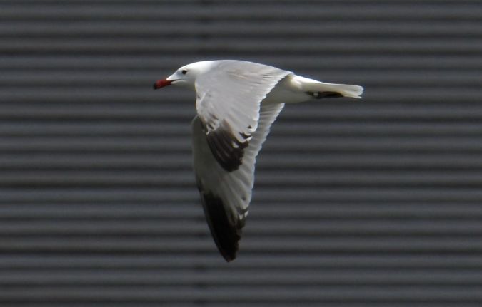 Goéland d'Audouin  - Geoffroy Chabot