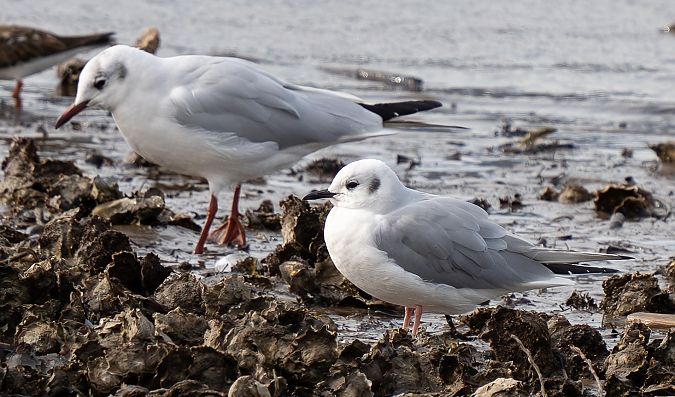 Mouette de Bonaparte  - Guillaume Rey