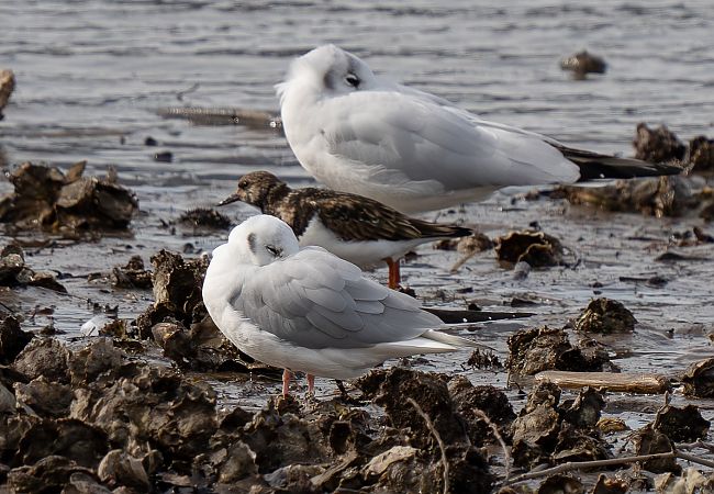 Mouette de Bonaparte  - Guillaume Rey