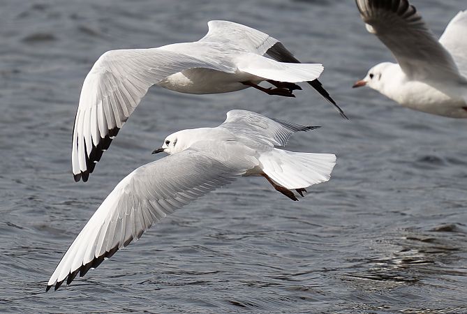 Mouette de Bonaparte  - Guillaume Rey
