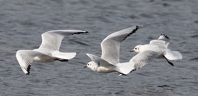 Mouette de Bonaparte  - Guillaume Rey