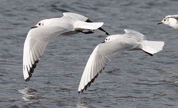 Mouette de Bonaparte  - Guillaume Rey