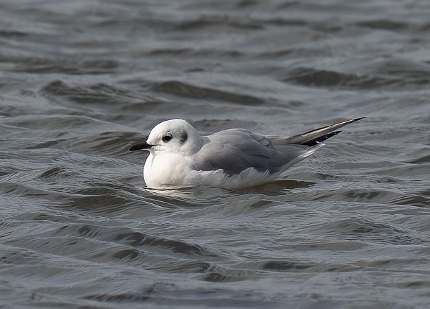 Mouette de Bonaparte  - Guillaume Rey