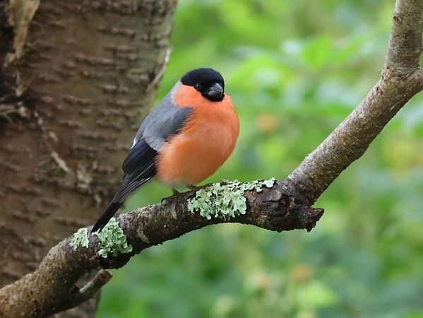 Bouvreuil pivoine  - Bertrand Lamothe