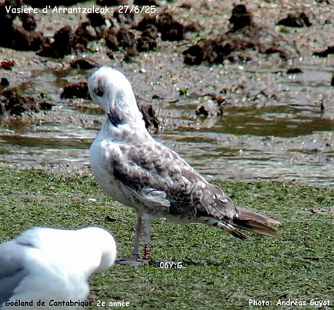 Cantabric Yellow-legged Gull ('lusitanius')  - Andréas Guyot