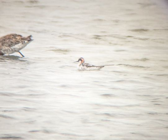 Phalarope à bec étroit  - Pnr Landes de Gascogne